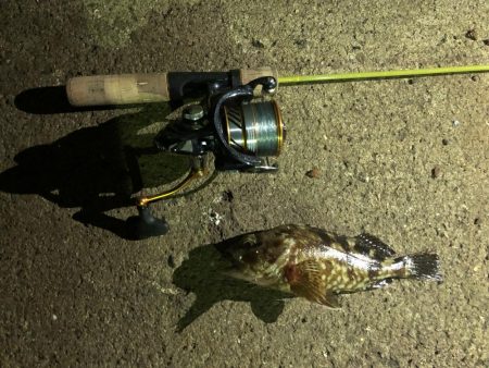 ガシラ請負いました。