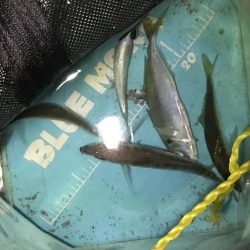 うりぼうたらけその２