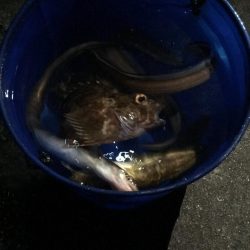 サビキ釣りからのアナゴ祭り