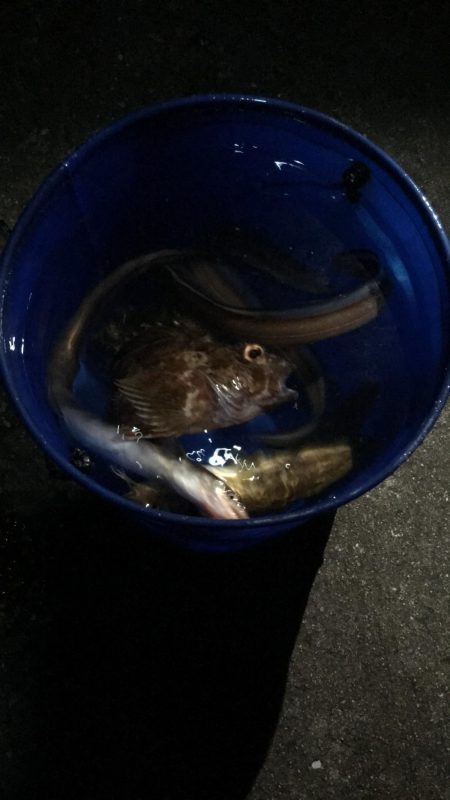 サビキ釣りからのアナゴ祭り