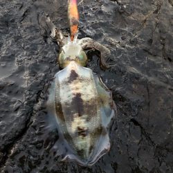 2021佐渡ヶ島 エギング 7回目