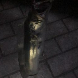 南港ショアタチスタート!