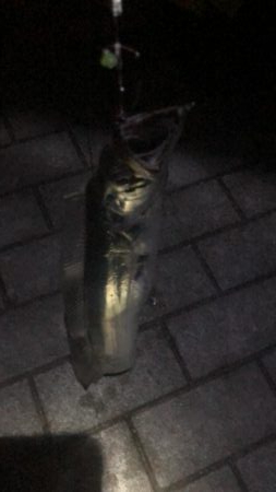 南港ショアタチスタート!