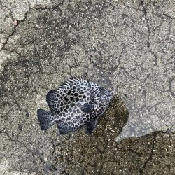 太刀魚遠征3回目