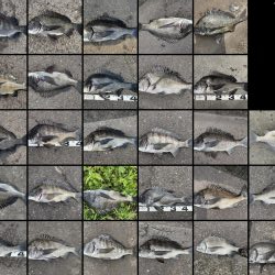 イチノ兄弟、釣果！