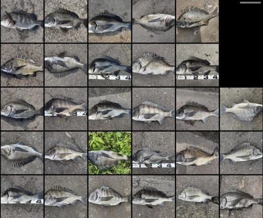 イチノ兄弟、釣果！