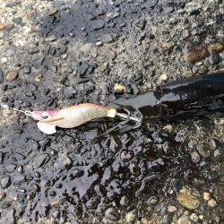 エギング 初つ抜け