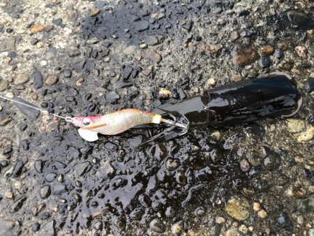 エギング 初つ抜け