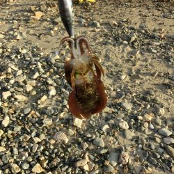 アオリイカ新子も育ってきました