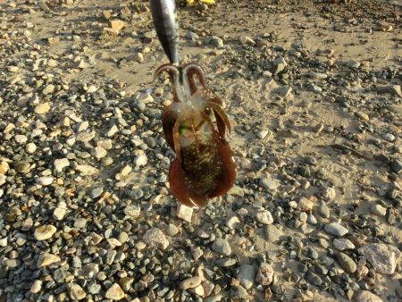 アオリイカ新子も育ってきました