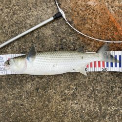 鳴尾浜海釣り公園にて