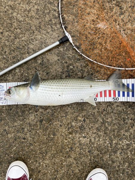 鳴尾浜海釣り公園にて