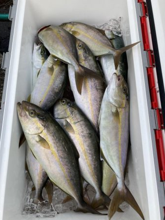 津島でライトジギング