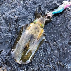 2021佐渡ヶ島 エギング 3回目