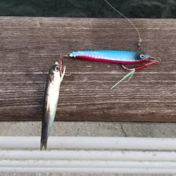 太刀魚リベンジ