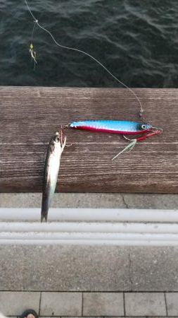 太刀魚リベンジ