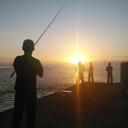 播磨新島のキス調査