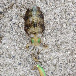 アオリイカ新子調査