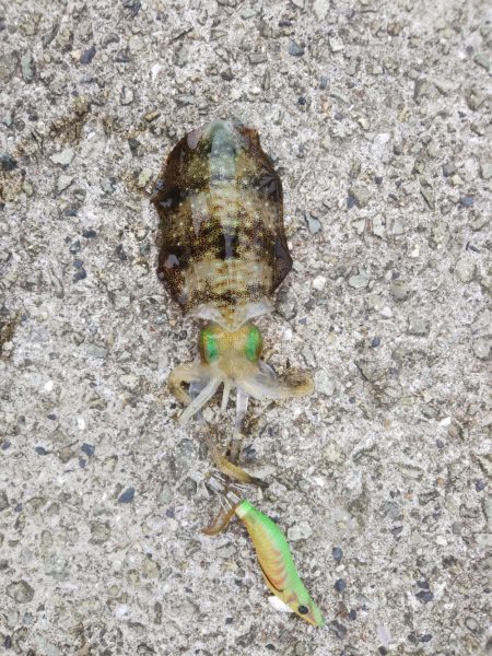 アオリイカ新子調査