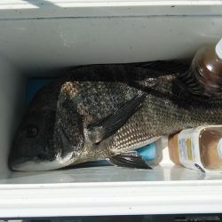 高砂港のキス調査