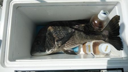 高砂港のキス調査