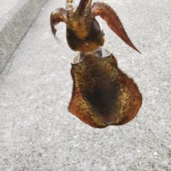 アオリイカ新子調査Ⅲ