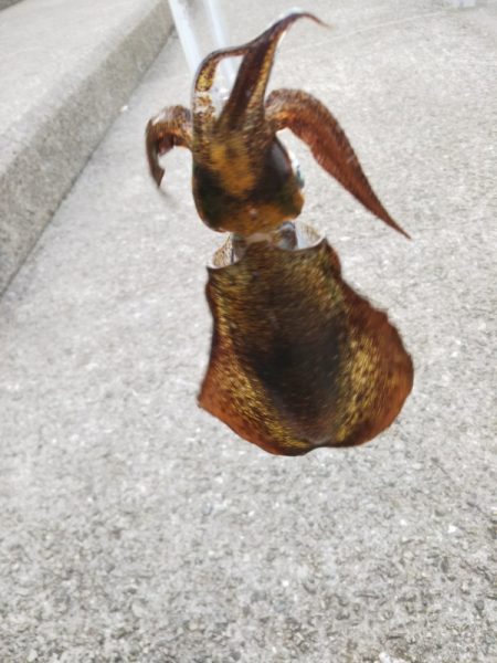 アオリイカ新子調査Ⅲ