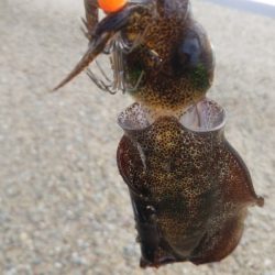 アオリイカ新子調査Ⅴ