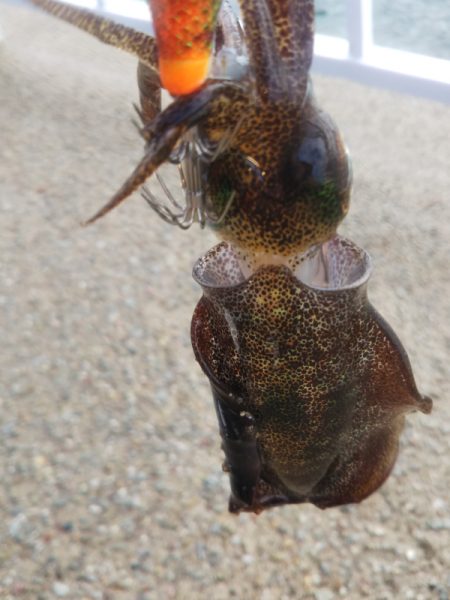 アオリイカ新子調査Ⅴ