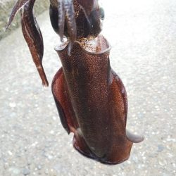 アオリイカ新子調査Ⅶ