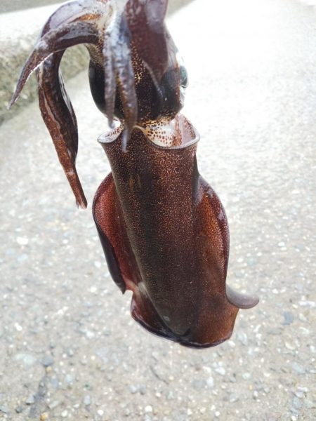 アオリイカ新子調査Ⅶ