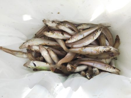 チョイ投げのキス釣りで95匹の大漁