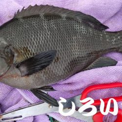 今回はグレでした。