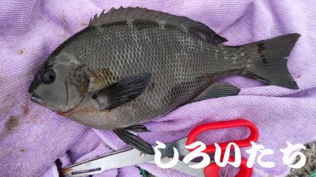 今回はグレでした。