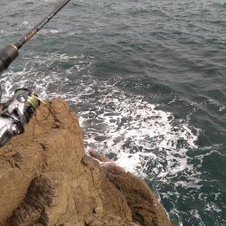 越前秋イカ初戦