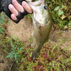 久しぶりの晴れ天気で5尾ゲット！