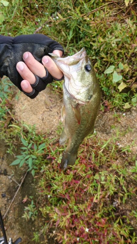 久しぶりの晴れ天気で5尾ゲット！