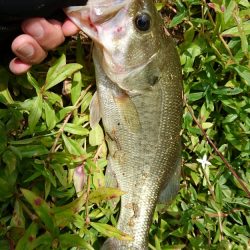 徐々に秋パターンに