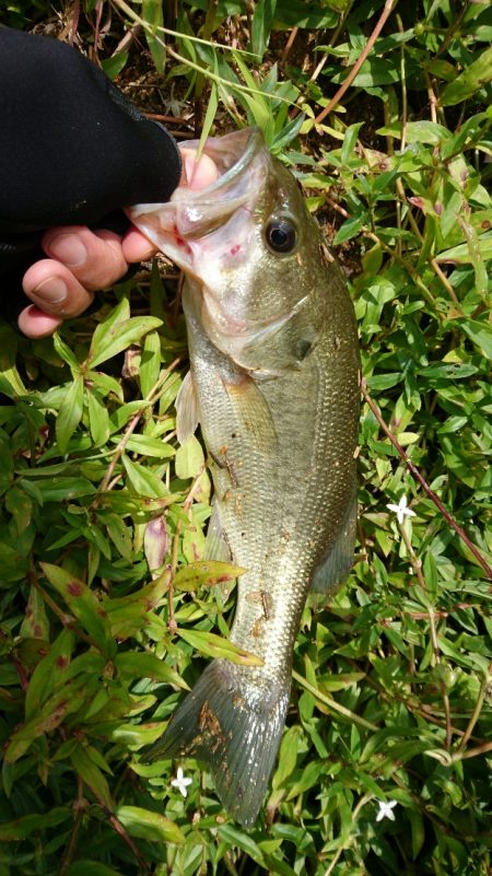 徐々に秋パターンに