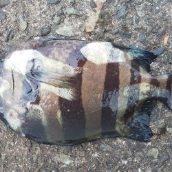 毎度です。アオリ渋かった~