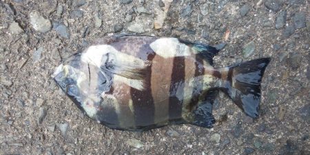 毎度です。アオリ渋かった~