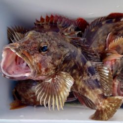 ガシラ自己記録