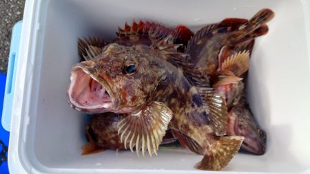 ガシラ自己記録