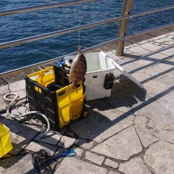 のませでメジロ