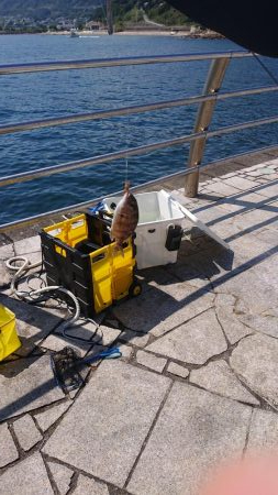 のませでメジロ