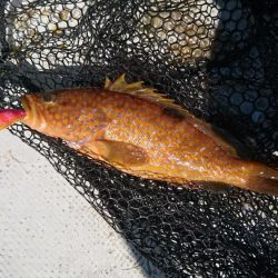 貸しボートエギング