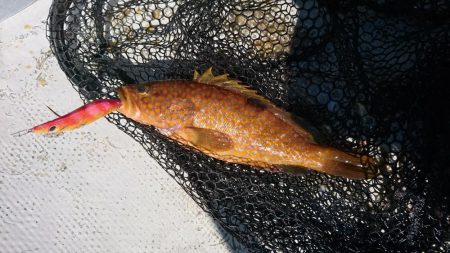 貸しボートエギング