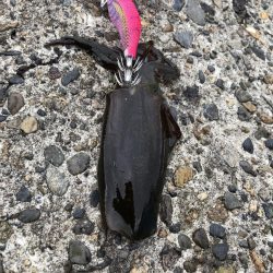 アオリイカエギング③
