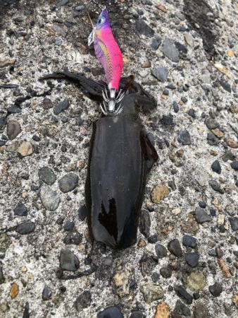 アオリイカエギング③