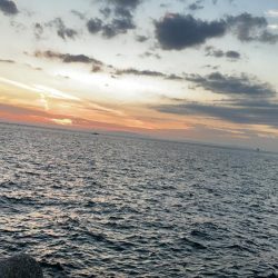 リベンジタチウオ